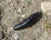 Carabus sp.